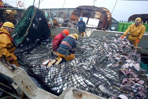 O ambarcatiune franceza de pescuit din Marea Barents isi goleste plasele de pescuit. Accelerarea pescuitului excesiv si poluarea oceanelor ar putea duce la disparitia completa a alimentelor marine pana la mijlocul secolului 21, au avertizat savantii intr-un studiu nou publicat la 3 noiembrie 2006. (Marcel Mochet / AFP / Getty Images)