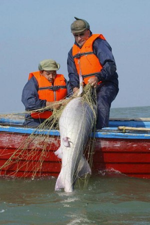 Pescari iranieni aflati in Marea Caspica folosind o plasa pentru a trage un sturion Beluga in barca. Exporturile de icre provenite din Marea Caspica vor incepe curand, dupa un an de interdictie, a anuntat CITES 