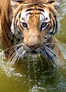 Tigru Bengal. (NOAH SEELAM / AFP / Getty Images)