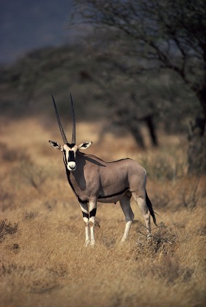 Peste 1,2 milioane de mamifere, incluzand antilope, gazele si elefanti considerate disparute au fost zarite in Sudan. (photos.com)
