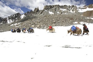 Nomazi tibetani folosesc iaci pentru a transporta bagajele pelerinilor care au venit sa venereze muntele Kangrinboqe acoperit de zapada, in districtul Purang, Tibet. (China Photos / Getty Images)