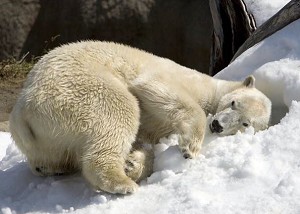 Un urs polar la Gradina Zoologica din San Diego. Doua treimi din populatia mondiala de ursi polari ar putea disparea pana la mijlocul secolului daca prezicerile privind topirea platformei de mare inghetata sunt adevarate. (Tammy Spratt / San Diego Zoo via Getty Images)