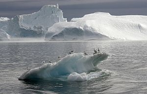 Aisberg plutind intr-un fiord in apropiere de Ilulissat, Groenlanda. 