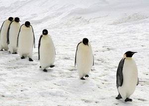 Pinguini in Antarctica 