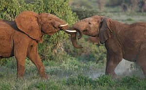 Doi elefanti africani tineri se joaca in Kenya 