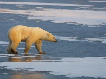 Un urs polar merge pe malul unui riu, incercind sa vada daca a inghetat pentru a putea sa inceapa pescuitul (Paul J. Richards / AFP / Getty Images)