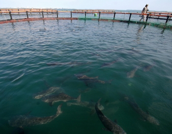In acvaculturile marine pestii sunt crescuti in ocean in custi special amenajate. (SAM YEH / AFP / Getty Images)