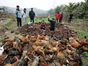 Fermierii se pregatesc sa arda gainile moarte, in Chongqing, China, 5 februarie 2009. In jur de 12000 de gaini au fost gasite moarte in sat, incepand din 30 ianuarie. 