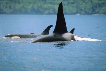 Guvernul canadian a dat ordine pentru a proteja balenele ucigase care trebuie sa lupte pentru supraviuetuire cu zgomotele subacvatice provenite de la testele seismice, de la sonarele militare, contaminarea toxica, si populatia de somon din ce in ce mai redusa. 