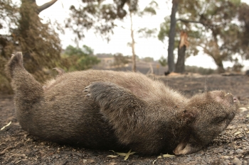 Un wombat cu picioarele in sus 
