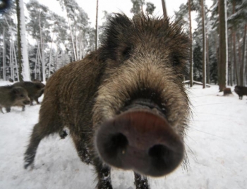 oarecum sângeros oglinda ușii  Suedezii inca iubesc sa petreaca timpul in natura, in ciuda cresterii  numarului de animale periculoase | Epoch Times România