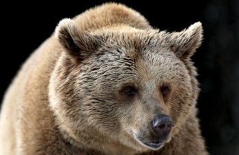 Urşii care s-au stabilit în ultimele luni în apropierea zonelor locuite din nordul judeţului Argeş vor fi forţaţi să revină în arealul lor natural.