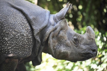 Rinocer. (DAVID GANNON / AFP / Getty Images)
