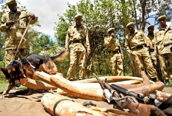 Membrii Serviciului kenyan al Vietii Salbatice investigheaza fildesul si pieile de animale salbatice in 30 noiembrie 2009. 