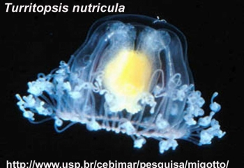 Meduza Turritopsis nutricula.