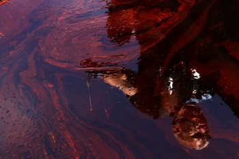 26 mai, pata de petrol in Blind Bay, Louisiana 