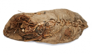 Excavatoarele au descoperit acest pantof vechi de 5.500 de ani intr-o pestera din Armenia. Este cel mai vechi pantof cunoscut vreodata si ofera un reper pentru cei ce studiaza Epoca de Cupru, epoca atat de putin inteleasa.

Credit: Gasparian/Institutul de Arheologie si Etnografie al Academiei nationale de Stiinta, Armenia