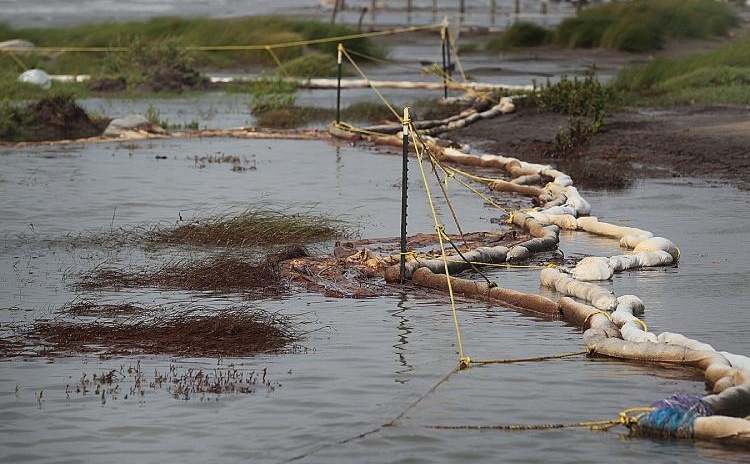 Plante acoperite de titei si materiale absorbante cu care se incearca limitarea dezastrului ecologic produs de BP, 7 iulie 2010 in Port Fourchon, Louisiana. 