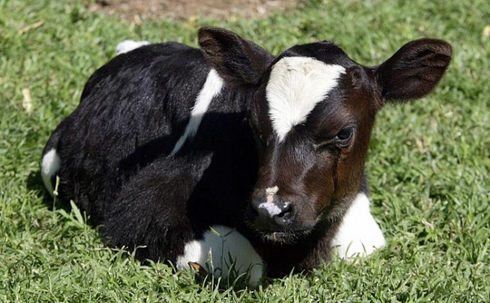 Prima vacuta clonata din Africa in Johannesburg. Organizatia americana FDA a aprobat vinzarea de carne si lapte provenite de la vaci clonate pe 15 ianuarie 2008, declarand ca produsele clonarii, extrem de controversate de oamenii de stiinta pentru efectele neprevazute pe care le pot avea, sunt comestibile.