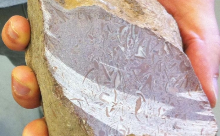 Geologul Adam Maloof, de la Princeton, tine in mana o piatra din sudul Australiei, care ar putea contine cele mai vechi fosile descoperite vreodata. Acestea, vizibile in forme roscate, sugereaza ca animalele de forma buretilor au existat in urma cu 650 milioane de ani (prin bunavointa lui Adam Maloof)