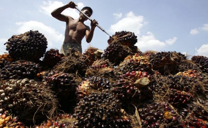 Seminte de palmier recoltate pe o plantatie din Rokan Hilir, provincia Riau, Indonesia. 