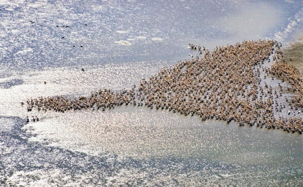 Colonie de pelicani langa satul Partizani, bratul Sulina 