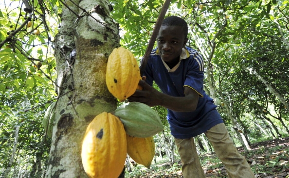 Un băiat culege boabe dintr-un arbore de cacao pe o plantaţie de cacao din Divo, Coasta de Fildeş.