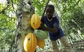 Un băiat culege boabe dintr-un arbore de cacao pe o plantaţie de cacao din Divo, Coasta de Fildeş. (SIA KAMBOU / AFP / Getty Images)