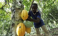 Un băiat culege boabe dintr-un arbore de cacao pe o plantaţie de cacao din Divo, Coasta de Fildeş. (SIA KAMBOU / AFP / Getty Images)