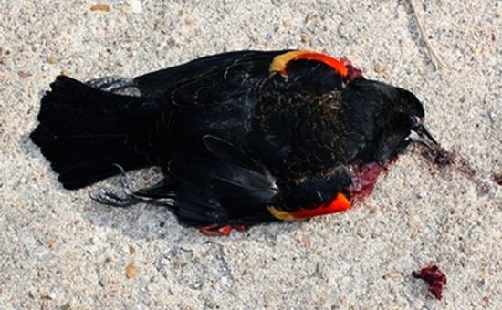 O “ploaie” de păsări moarte a căzut de Anul Nou deasupra statului american Arkansas. 