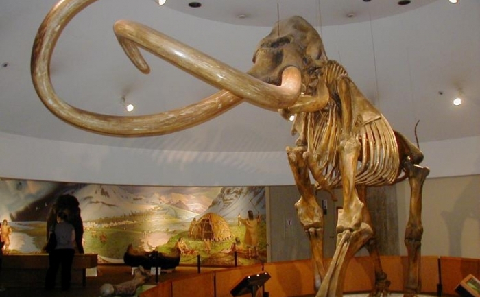 Scheletul unui mamut (reconstructie) 