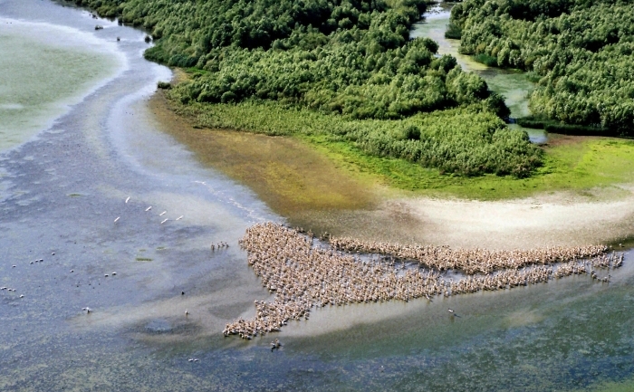 Colonia de pelicani de lângă satul Partizani, Delta Dunării, braţul Sulina. (ADRIAN SILISTEANU / AFP / Getty Images)
