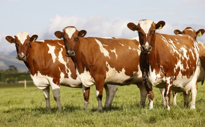 Fermierii americani găsesc pieţe de desfacere în Rusia pentru bovinele lor