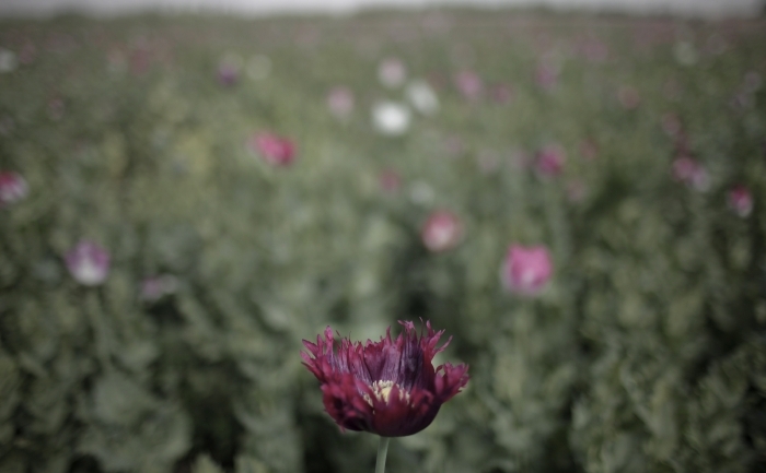 Producţia de opiu din Birmania creşte pentru cel de-al şaselea an consecutiv. (MAURICIO LIMA / AFP / Getty Images)