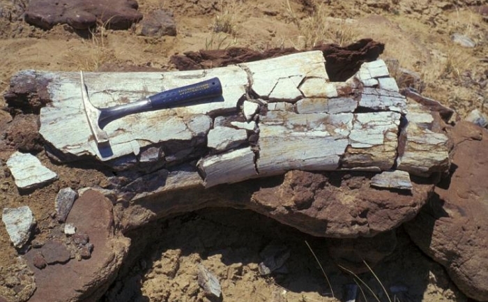 Cercetatorii au descoperit un os de sauropod cu o vechime de 64,8 milioane de ani, cu 700 de mii de ani mai tirziu decat Cretacicul Tertiar, perioada in care se crede ca au disparut dinozaurii (Courtesy of Larry Heaman)