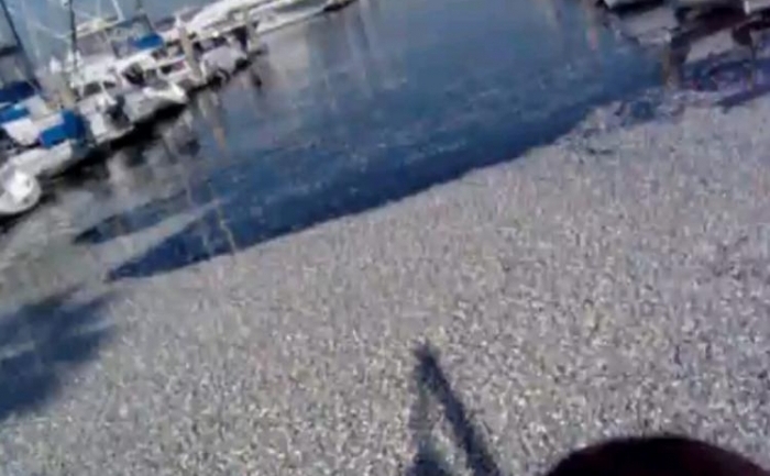 O poza luata de pe un material video postat pe Youtube, infatisand milioanele de pesti morti care au aparut in Kings Harbor Marina in Rendondo Beach, Calif., marti.