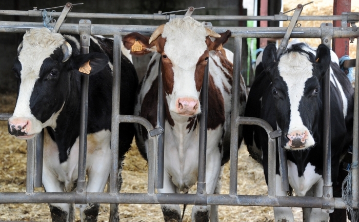 Vaci din rasa Holstein.