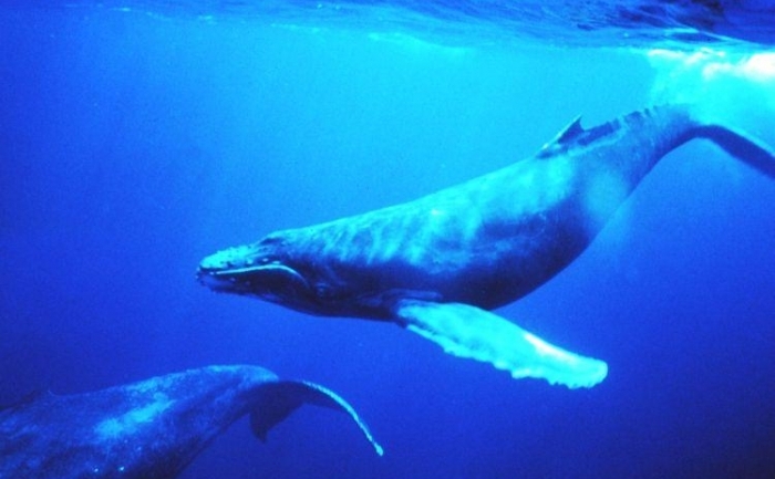Un studiu recent a documentat felul in care sunetul balenelor se raspandeste la diferite comunitati