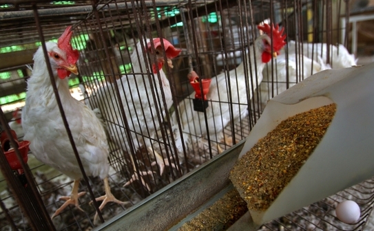  (David Silverman / Getty Images)