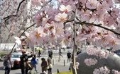 Oamenii admira ciresii infloriti in parcul Ueno din Tokyo, 28 martie 2011. (YOSHIKAZU TSUNO / AFP / Getty Images)