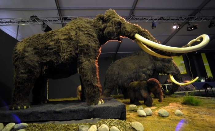 Reconstructia unor mamuti