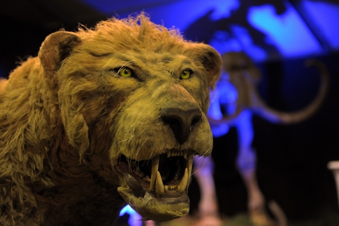 Reconstructia unui leu&nbsp;din perioada "de gheata"