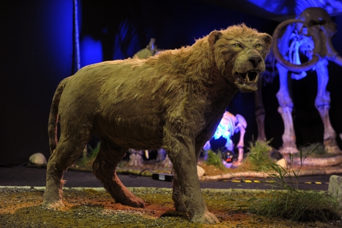 In imagine, reconstructia unui leu din perioada glaciara
