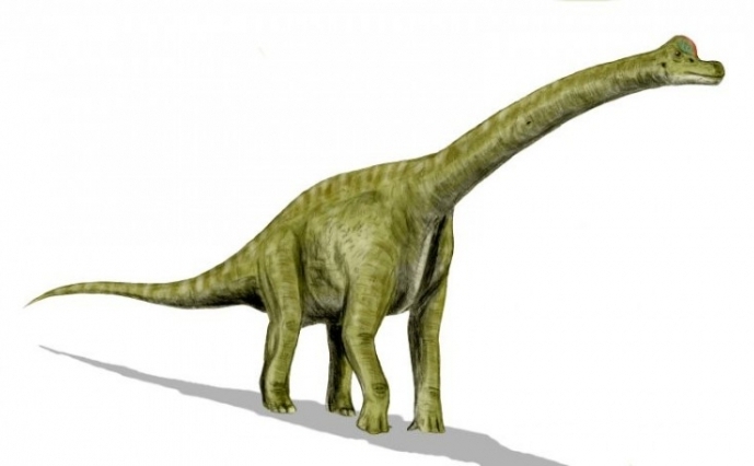 Desen in creion al Brachiosaurus-ului. Echipa a studiat dintii dinozaurilor Camarasaurus şi Brachiosaurus, doua specii ierbivore din epoca Jurassic cu aproximativ 150 milioane ani în urmă (Nobu Tamura / Wikimedia)