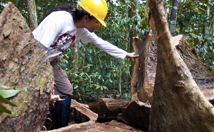 Un muncitor forestier verifica un arbore Cuiarana (Buchenavia grandis) taiat intr-o "zona permisa" in 2009, in nordul Braziliei.