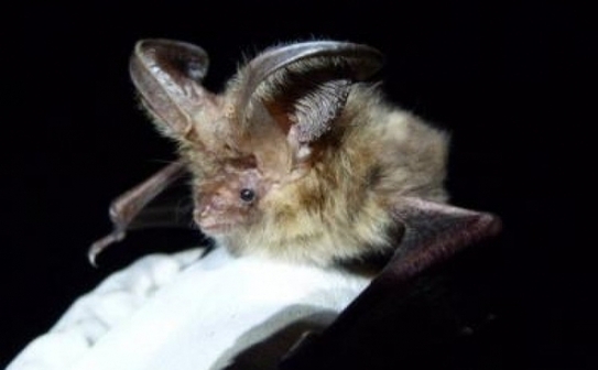 Primul liliac maro cu urechi mari găsit pe Insulele Scilly in ultimii 40 de ani a fost descoperit de Dr. Fiona Mathews, de la Universitatea din Exeter (Fiona Mathews / University of Exeter)