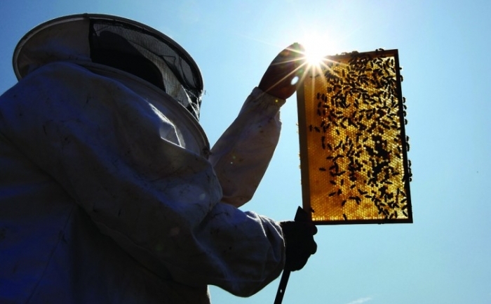 Mortalitatea albinelor in Canada a crescut din 2006, si nu a fost legata de cauze clare pana acum
