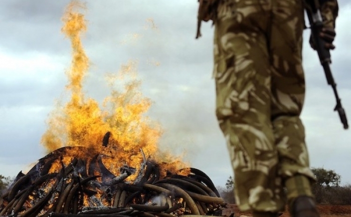 Un stoc de fildeş ilegal ia foc, pe 20 iulie, in National Tsavo Park, lângă Nairobi, Kenya. Preşedintele Mwai Kibaki a dat foc la aproape cinci tone de fildeş stocate în ţară de când au fost capturate în Singapore cu aproape un deceniu în urmă