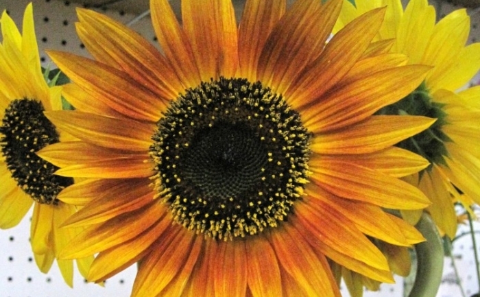 Floarea Sarelui: semintele sale sunt o sursa bogata de Vitamina E