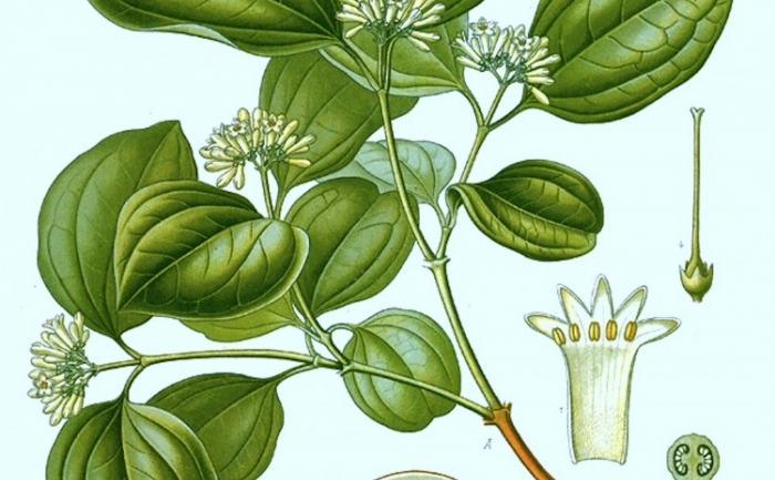 Nux vomica: Un remediu homeopatic important pentru tratarea insomniei. (Franz Eugen Kohler,  Medizinal-Pflanzen) (List of Koehler Images [Public domain], via Wikimedia Commons)
